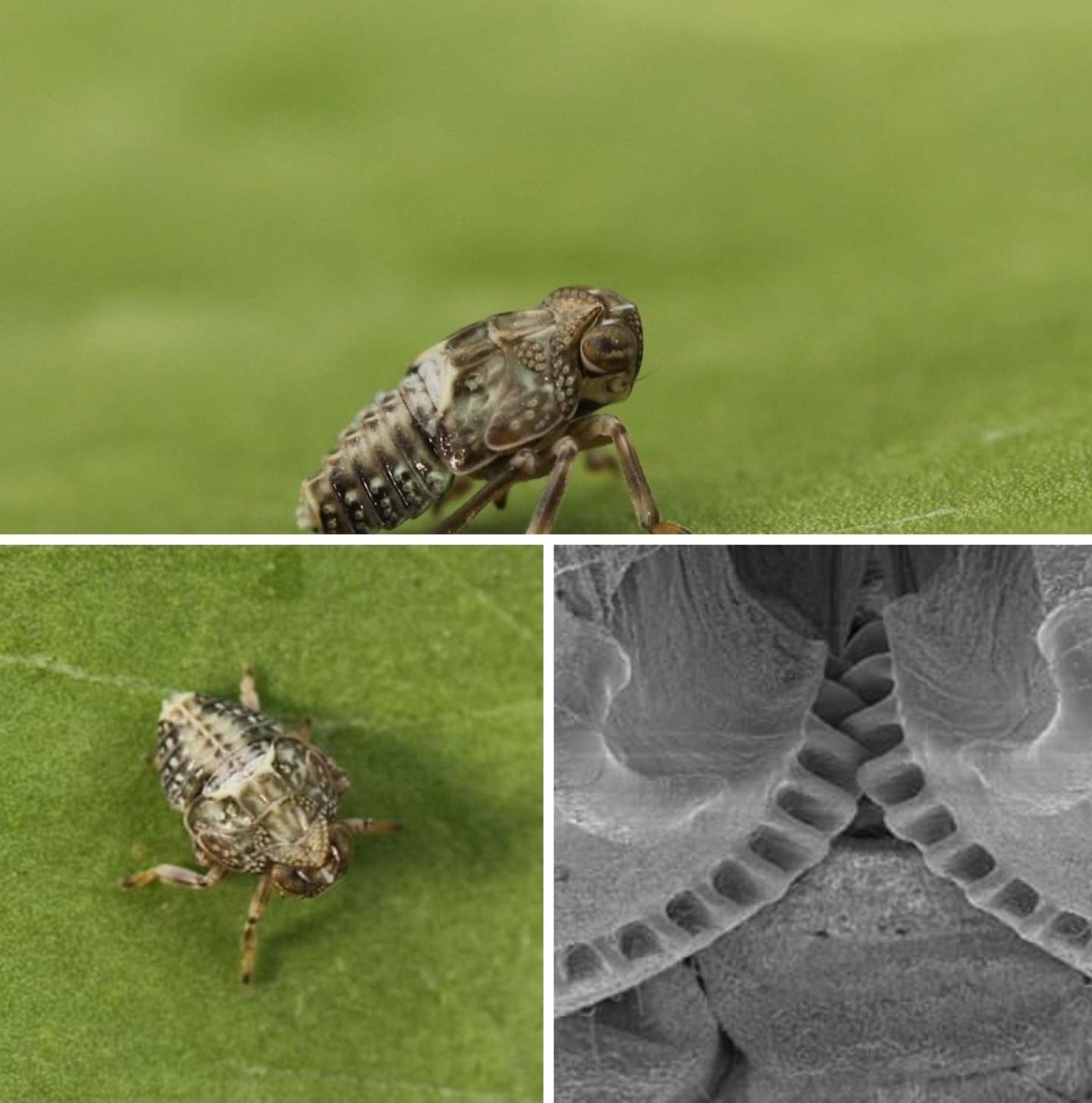 Planthoppers are insects with gears