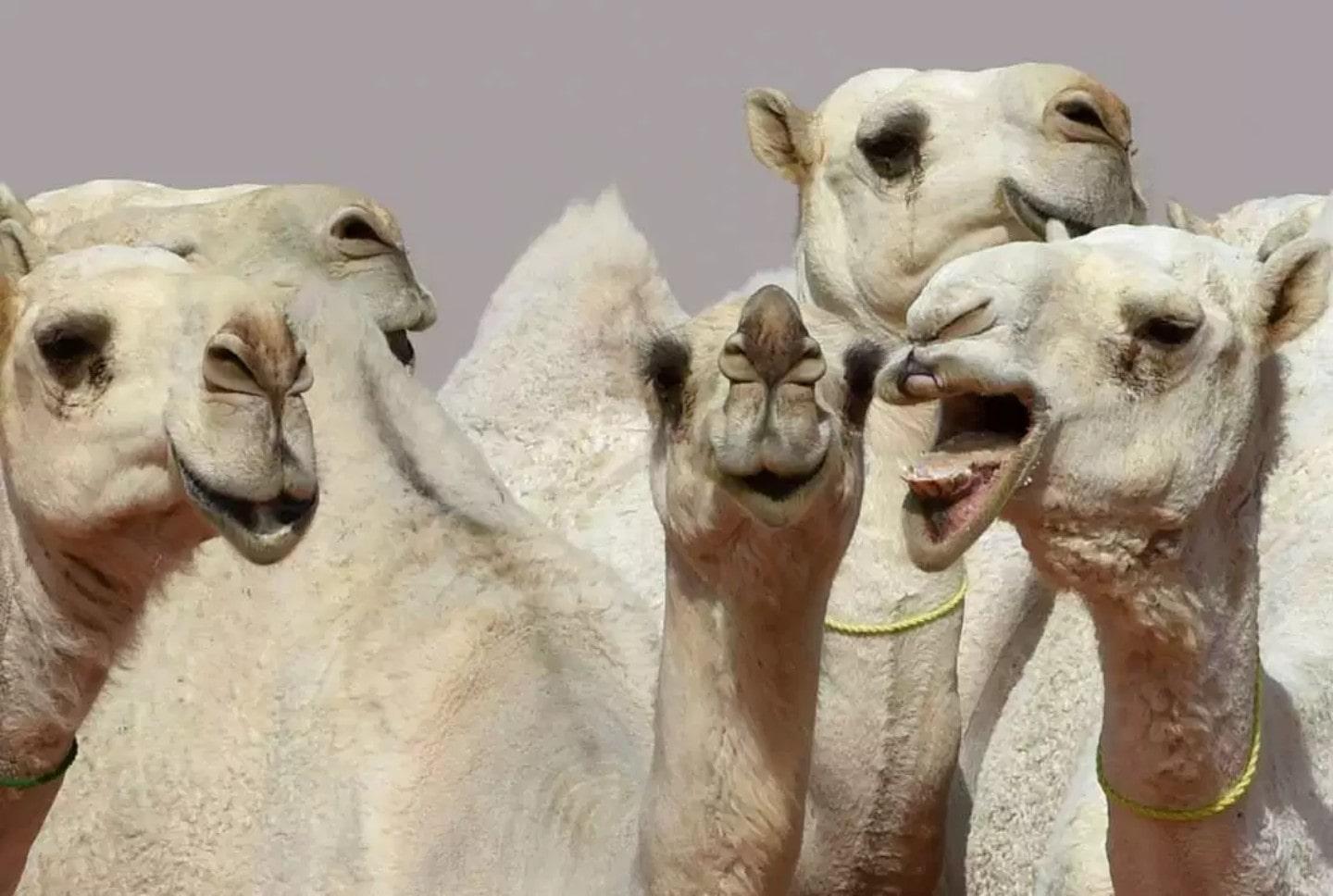 Camels