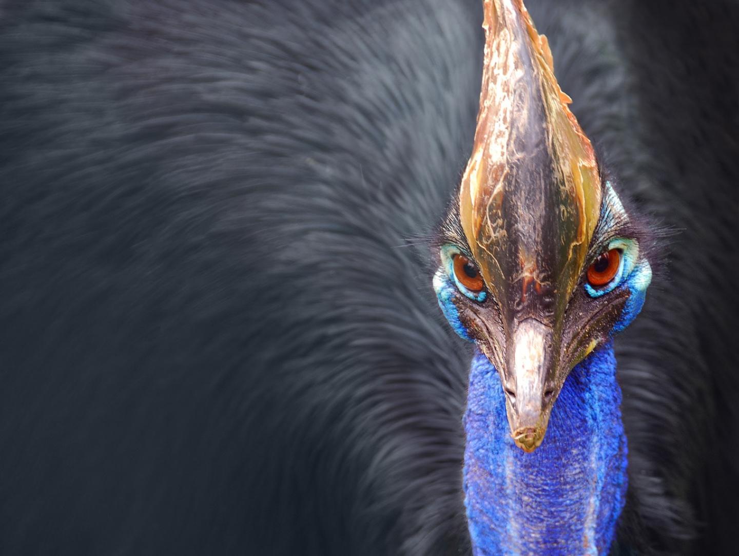 Cassowary