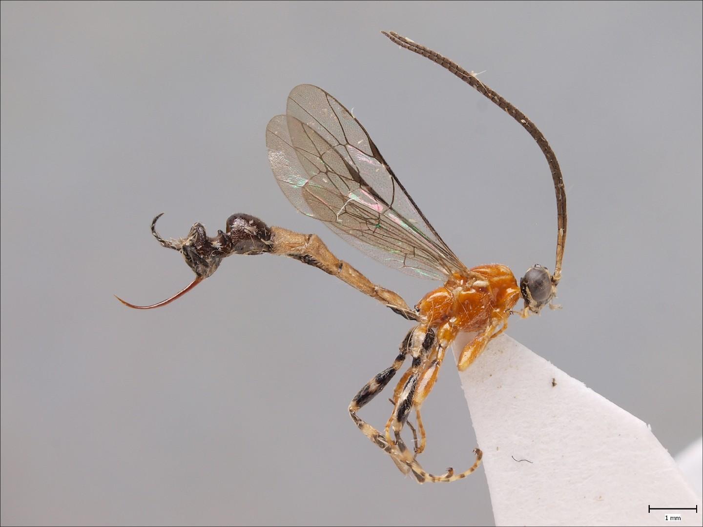 Wasps bottom mimicking an ant 