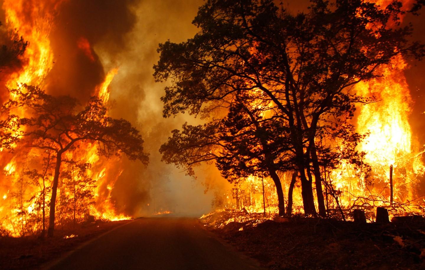 Gumtrees in a bushfire