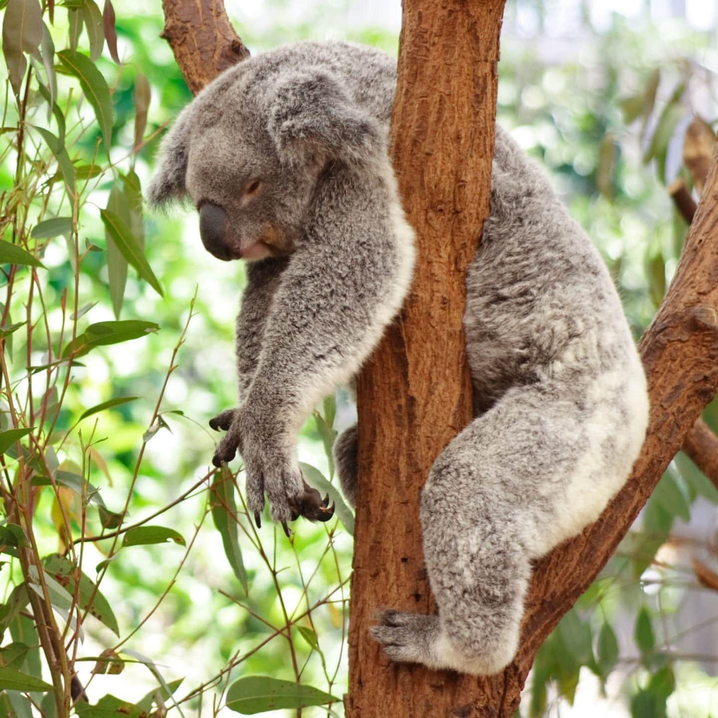 Cuánto duerme un koala? - ¡DESCÚBRELO!