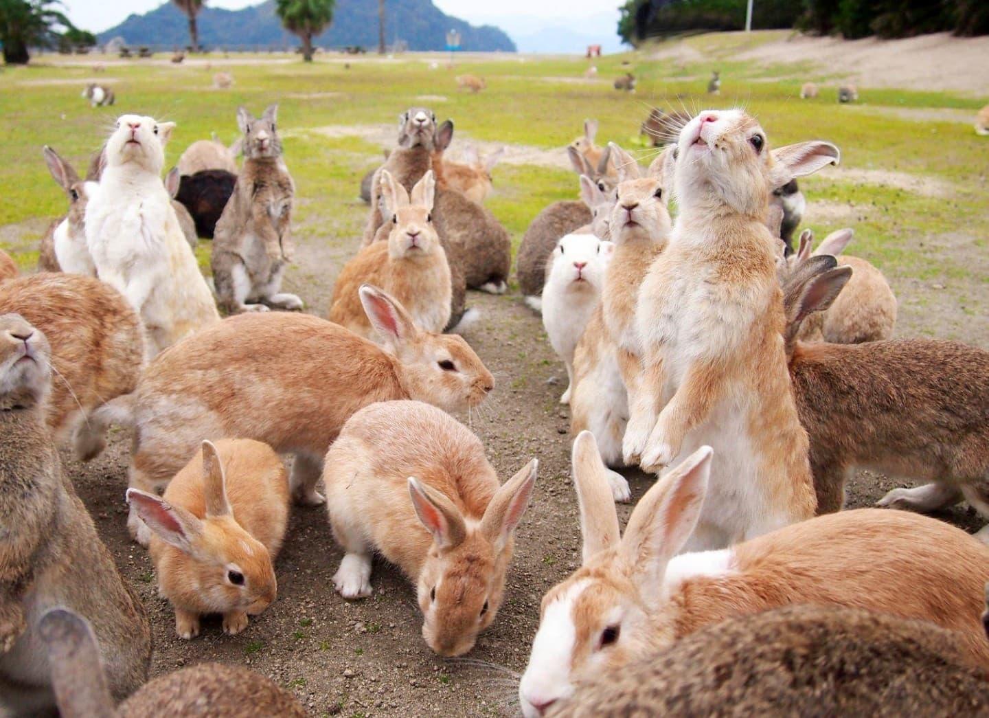 Rabbits in Okunoshima