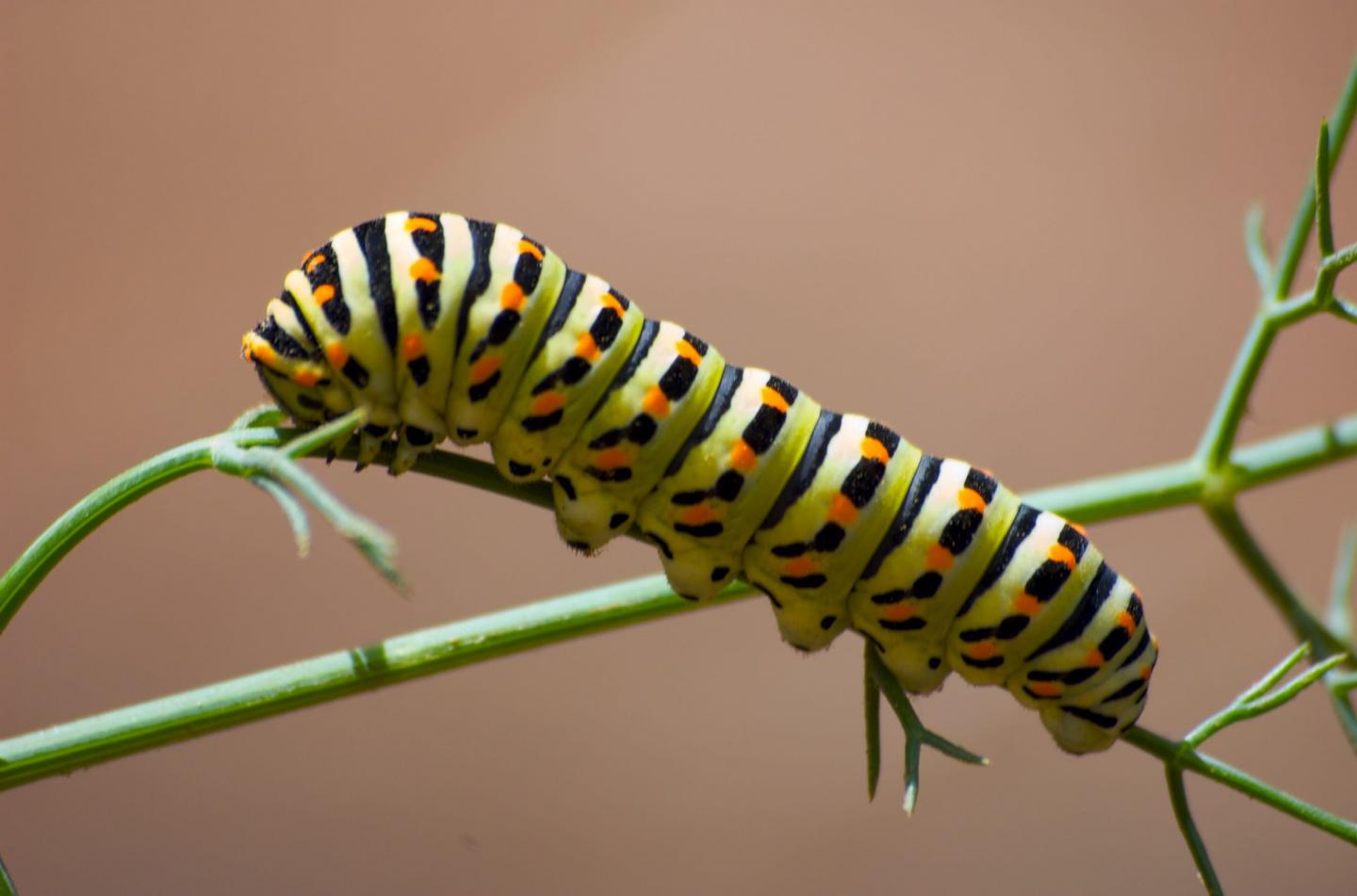 Carerpillar can adopt cannibalistic behaviour