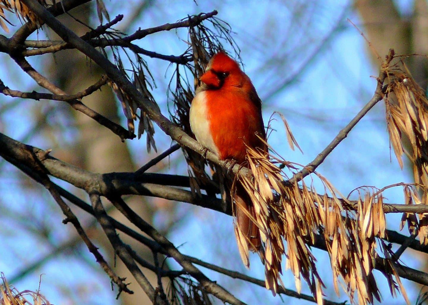 Gynandromorphic bird