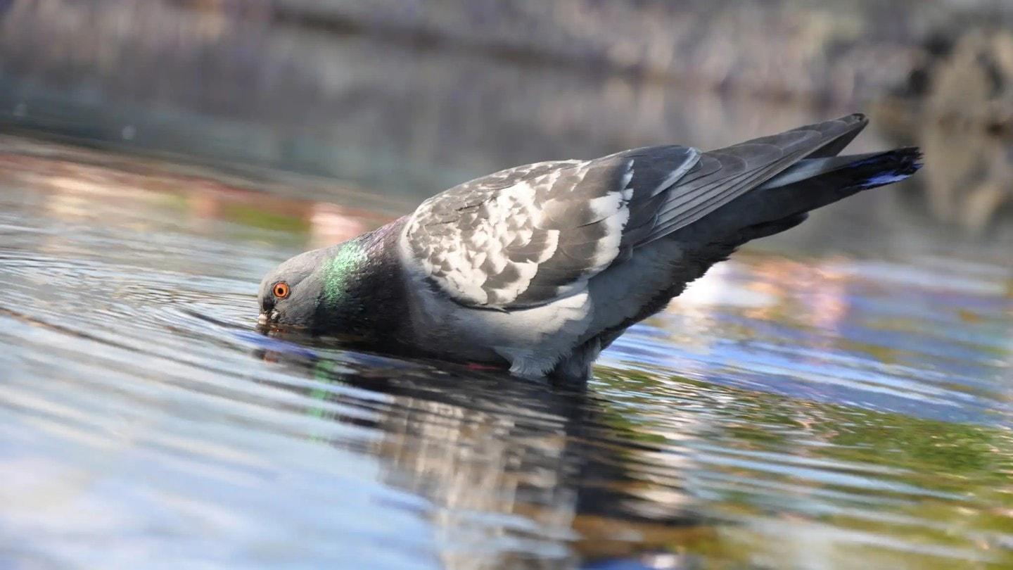 Pigeon drinking 