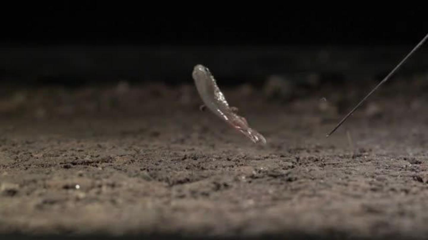 Mangrove killifish jumping