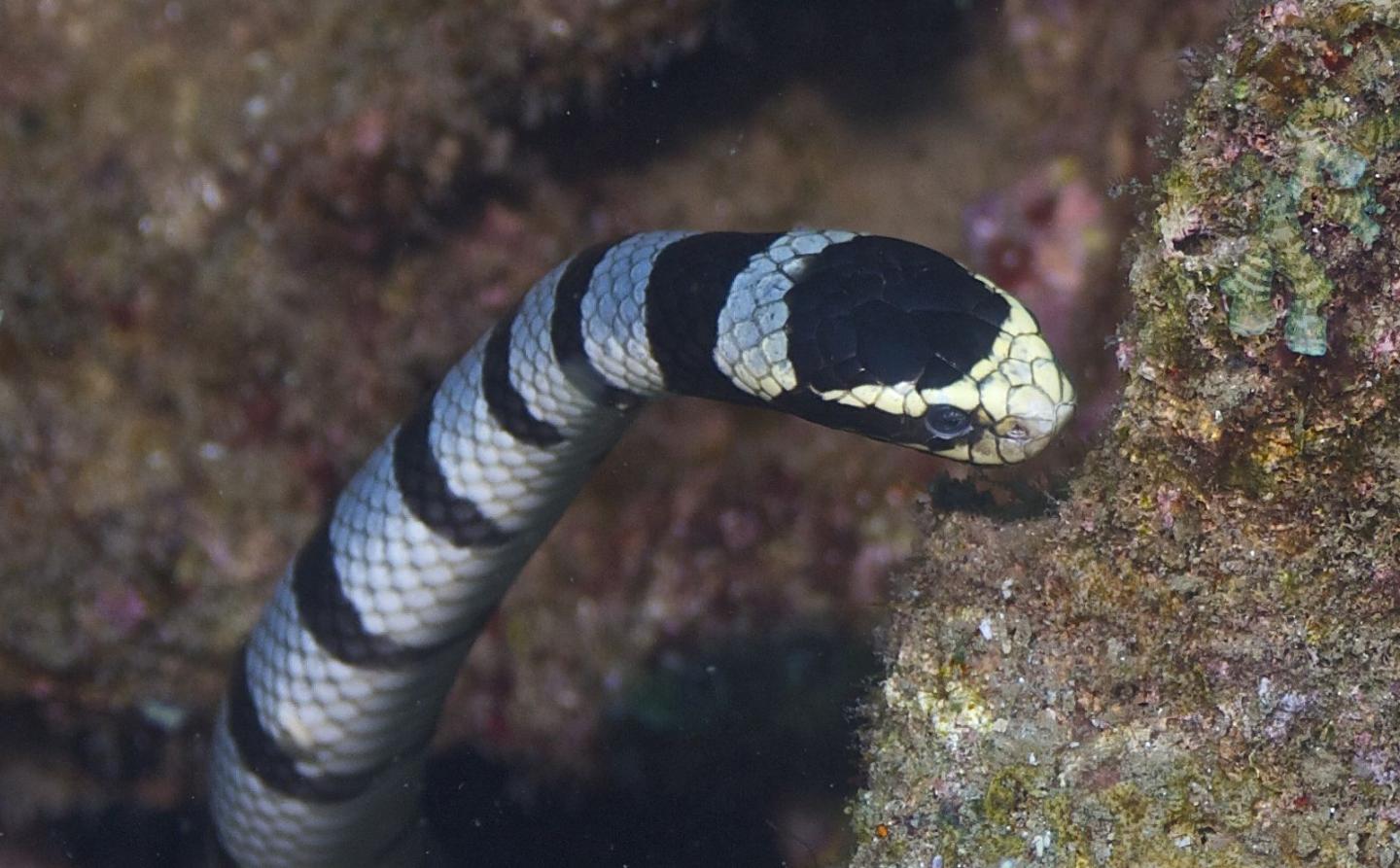 What Are the Most Venomous Sea Snakes in the World?