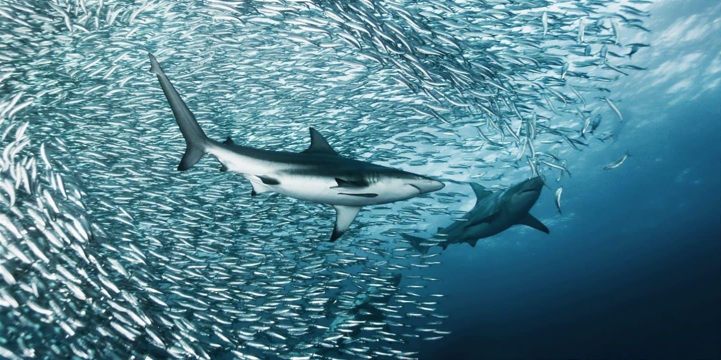 Sardine run and predators