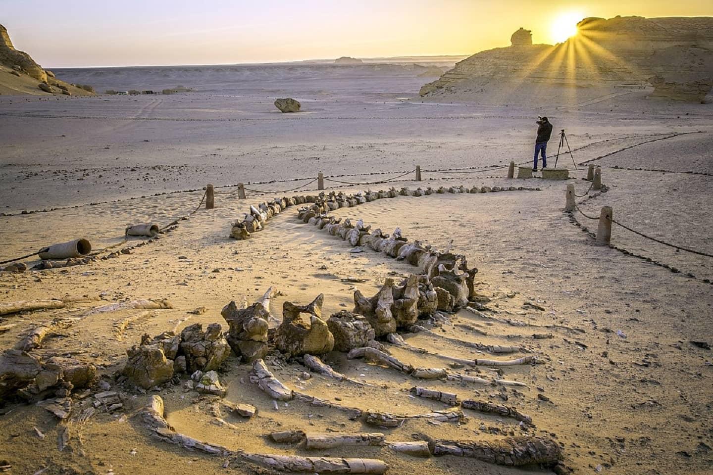 Wadi al Hitan whales fossils