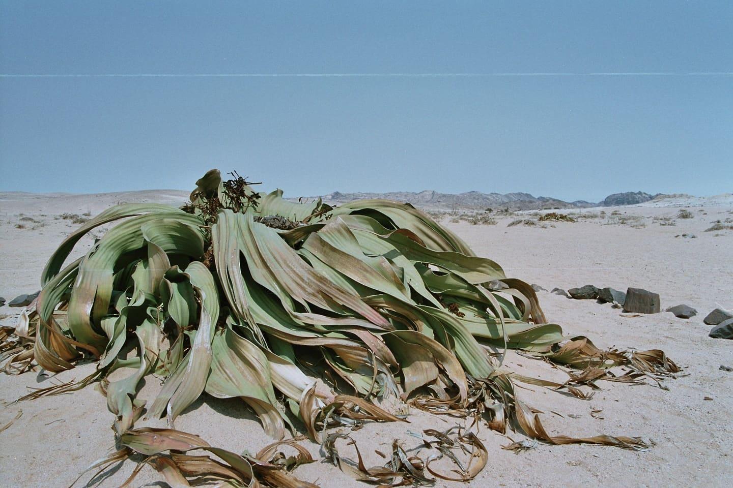 Welwitschia has got very long leaves to cover its roots