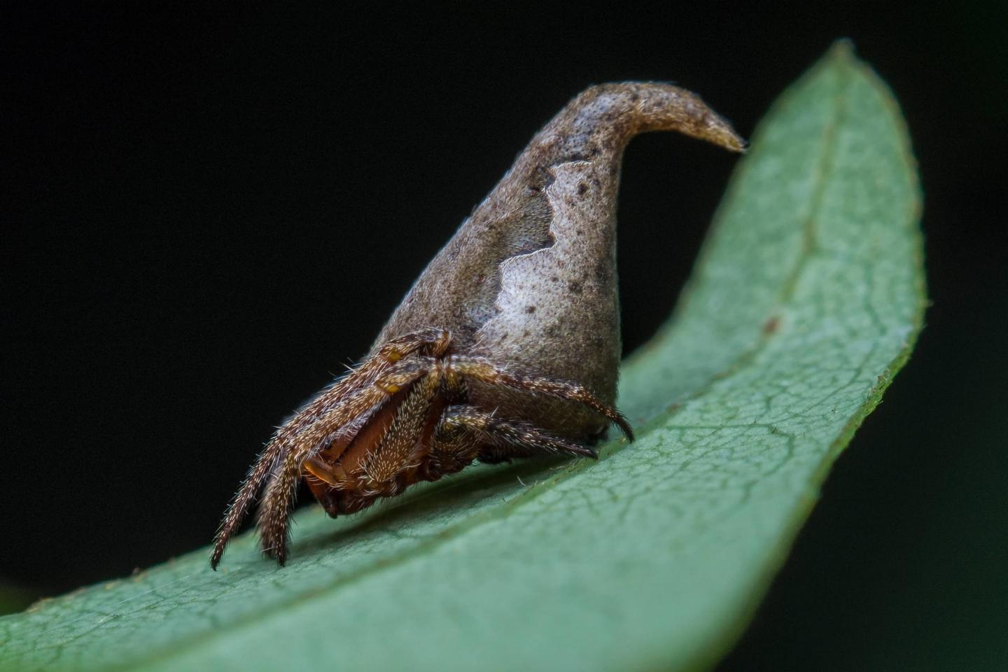 Eriovixia Gryffindori, a spider that looks exactly like Harry Potter