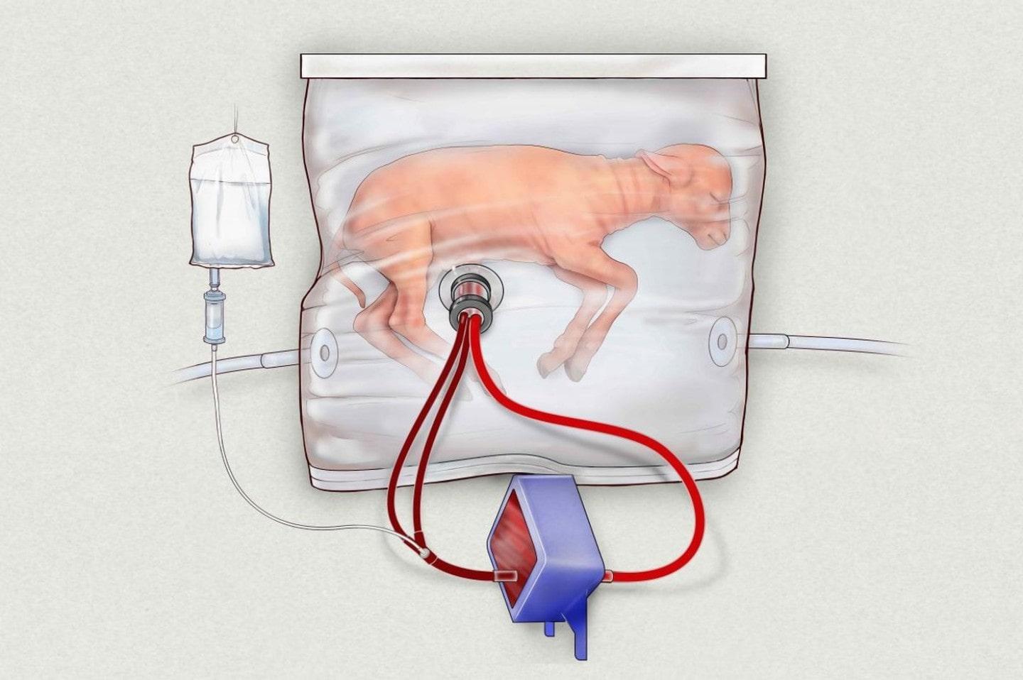 Lamb in womb-like device