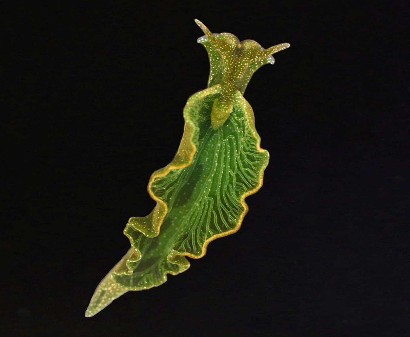 Elysia Chlorotica, the solar-powered sea slug