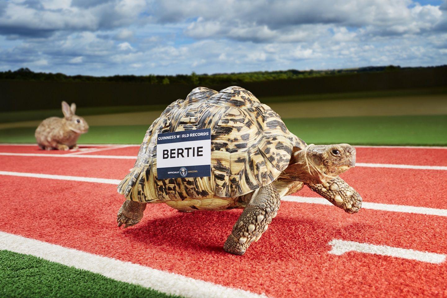 Bertie the tortoise