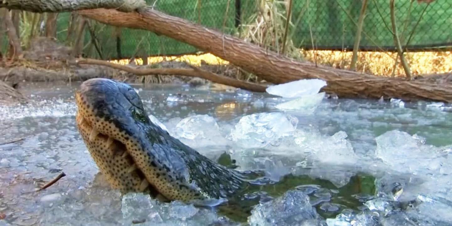 Aligators