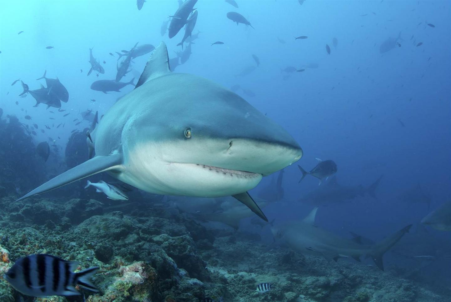 Bull shark swimming at sea