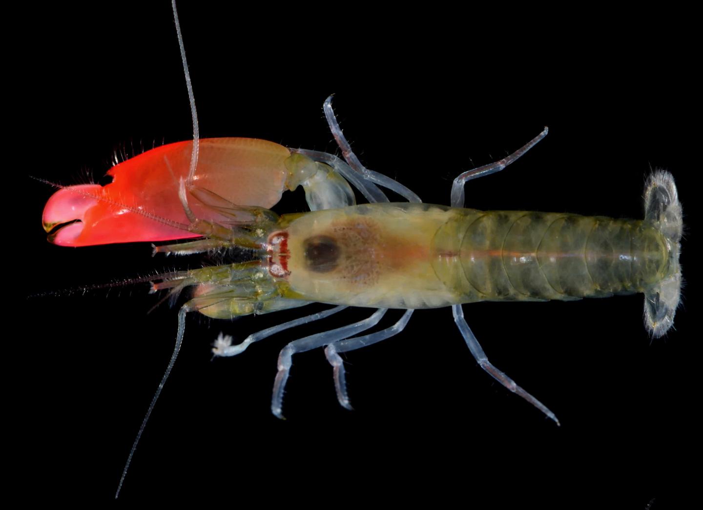 A shrimp which can kill with the noise of its snap