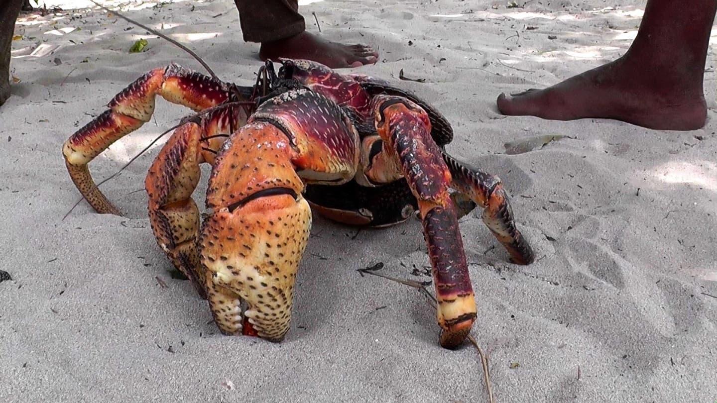 Coconut Crab