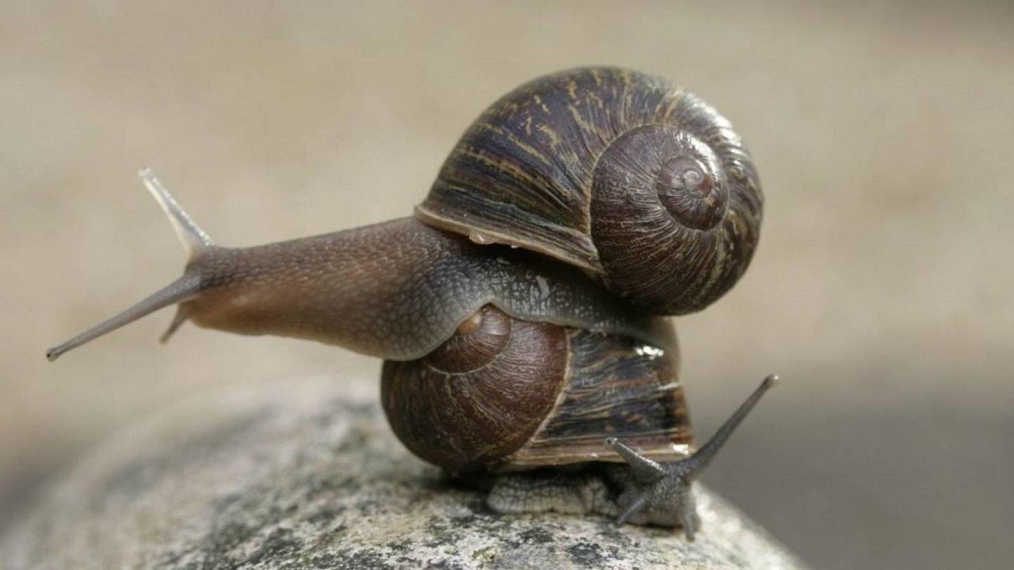 Lefty snails have anticlockwise shells