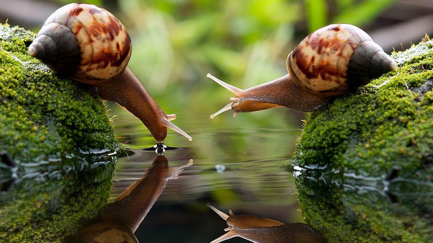 Snails naturally control their shell growth