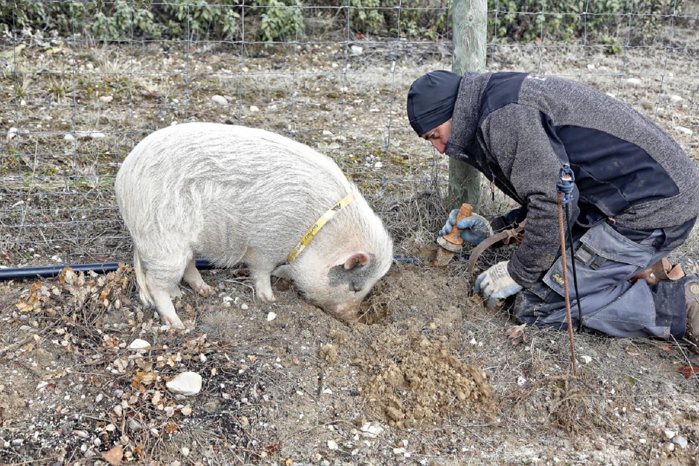 Pigs smell buried truffles meters away