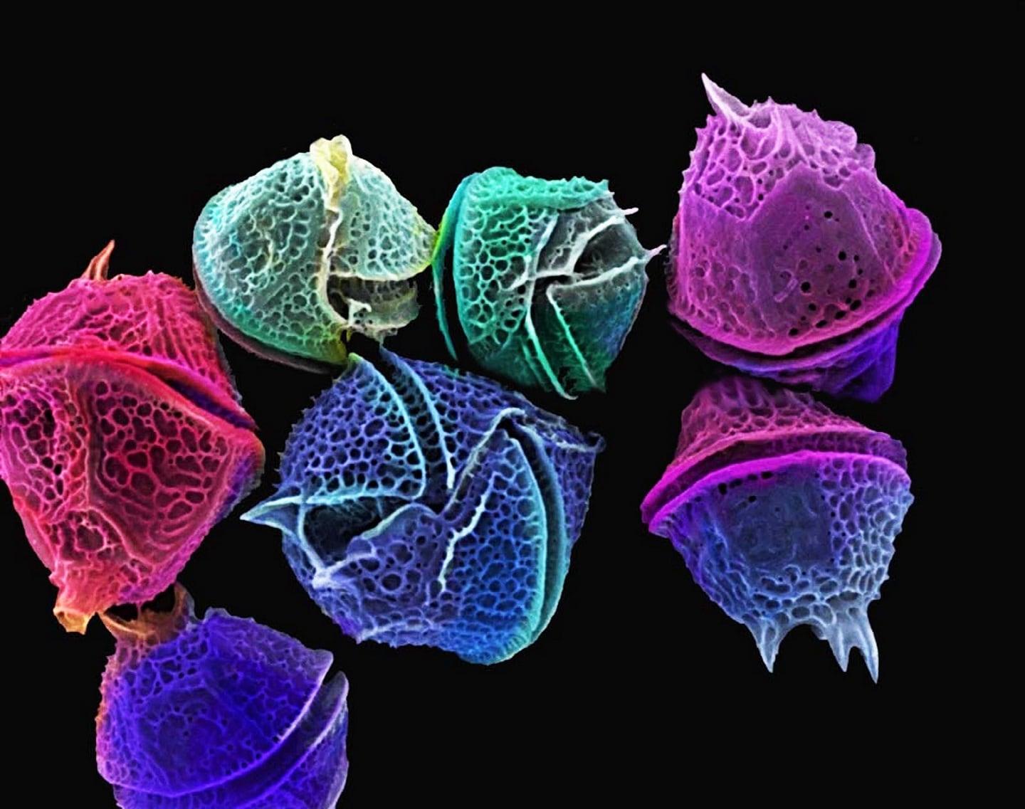 Dinoflagellate are luminescent and therefore not recommended as lunch