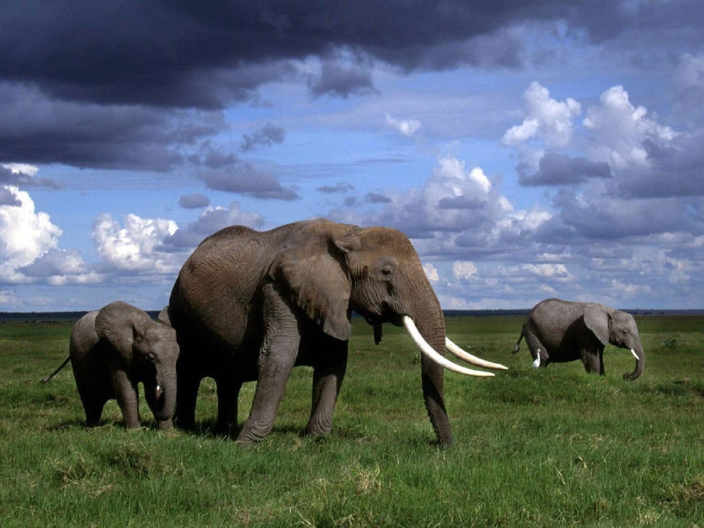 Group of elephants