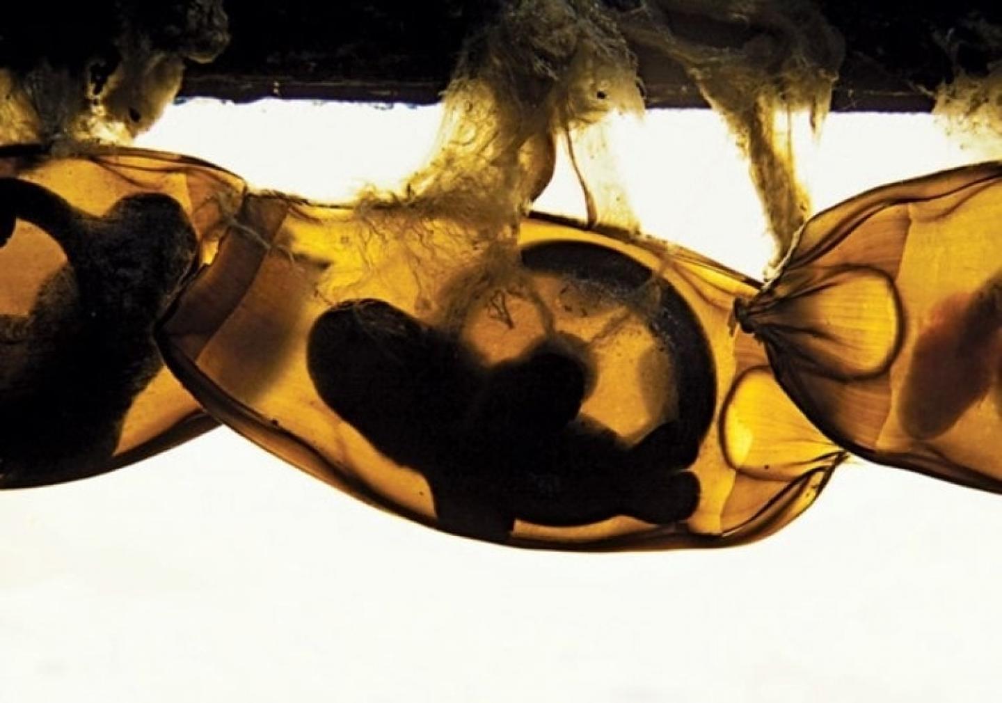 Bamboo shark embryo in its egg