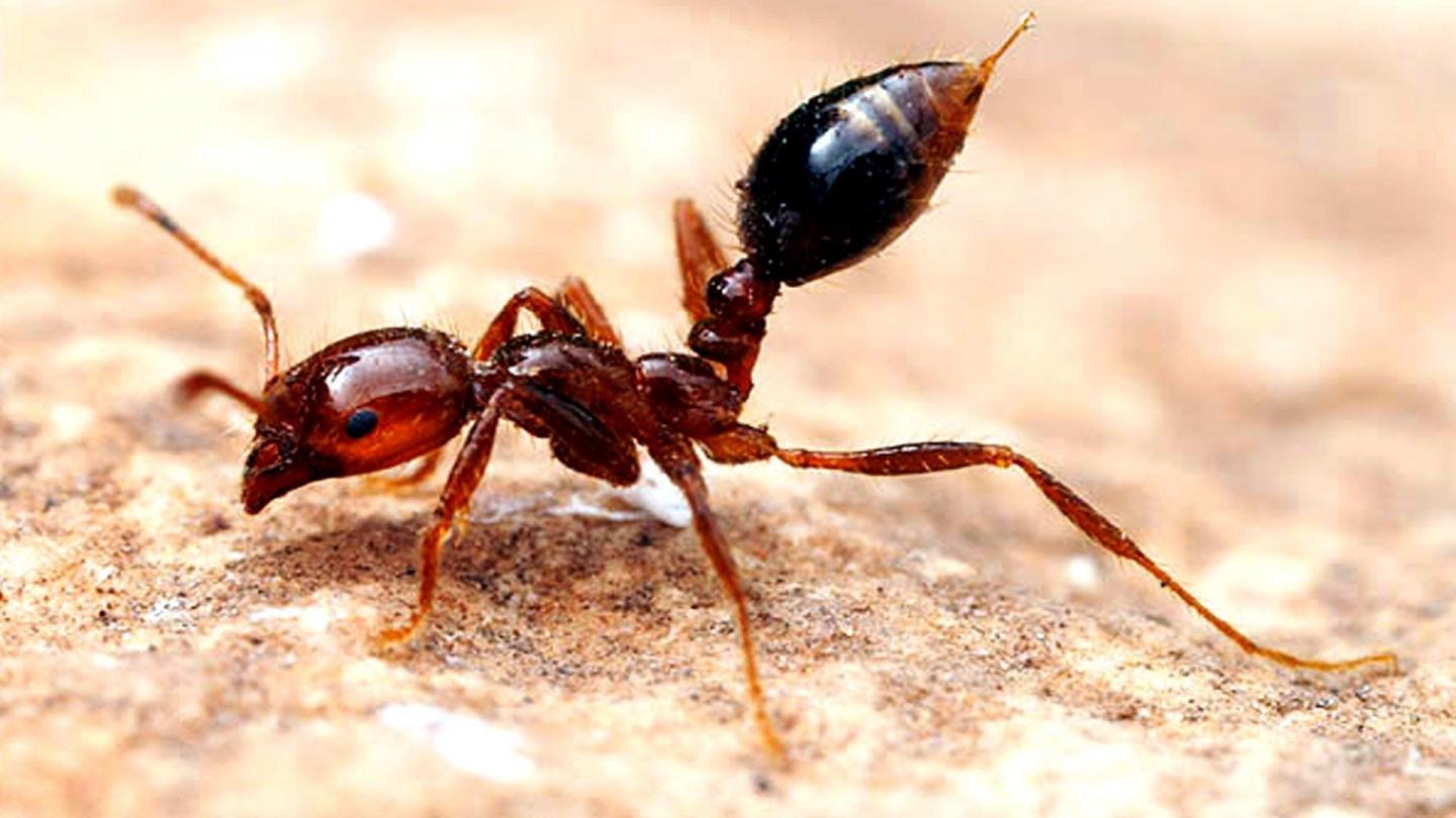 Electric ants (Wasmannia auropunctata)