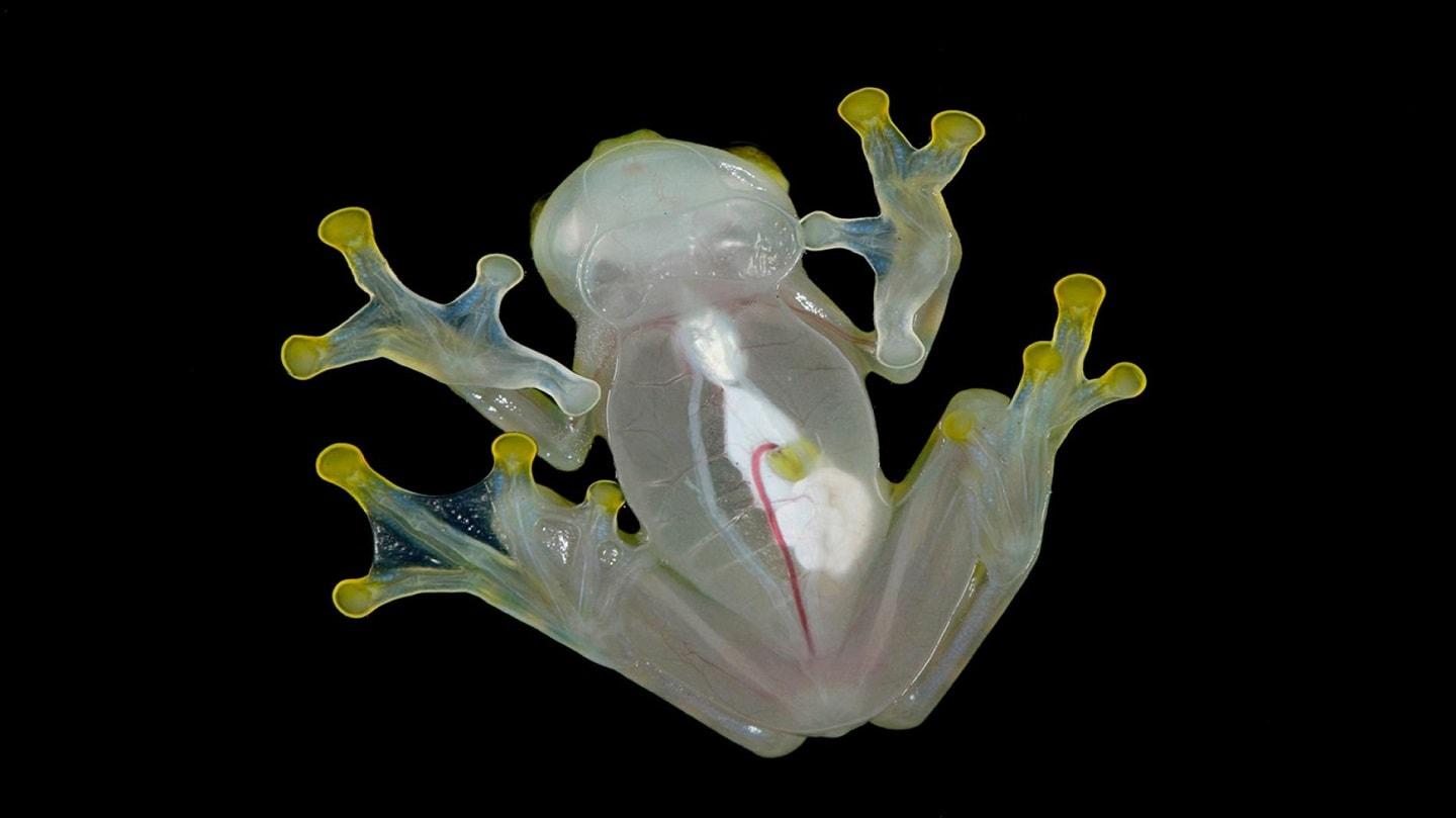 Transparent frog