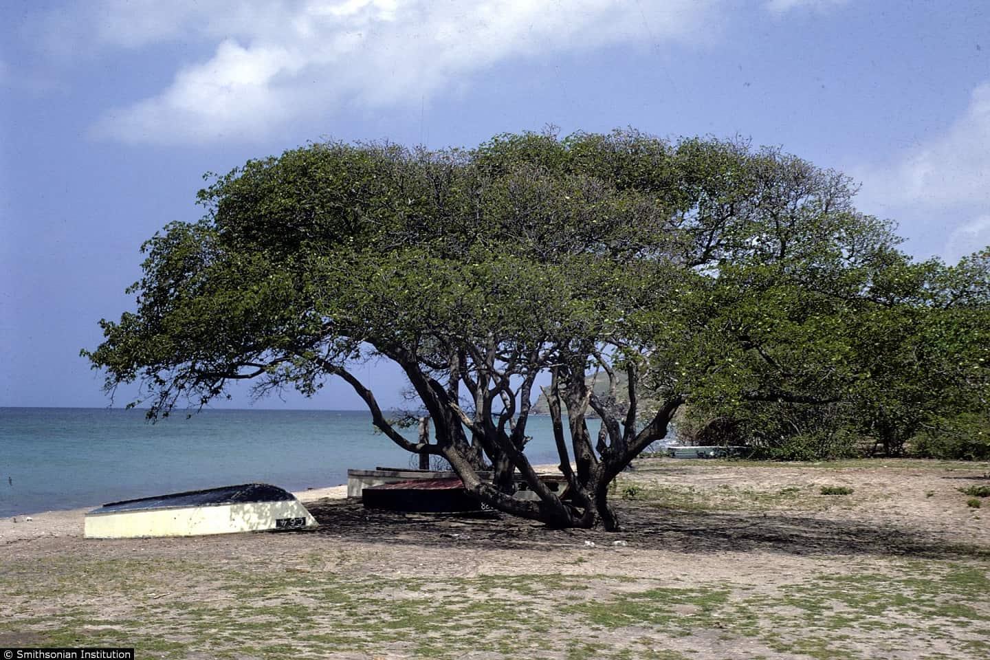 Deadliest tree in the world