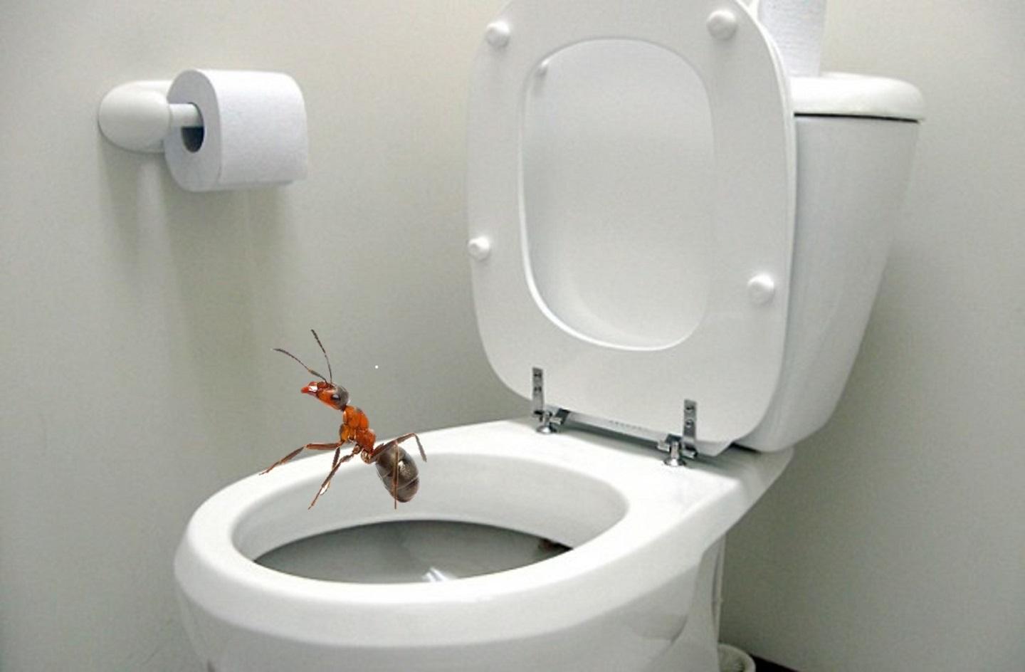 Ants have toilets at home