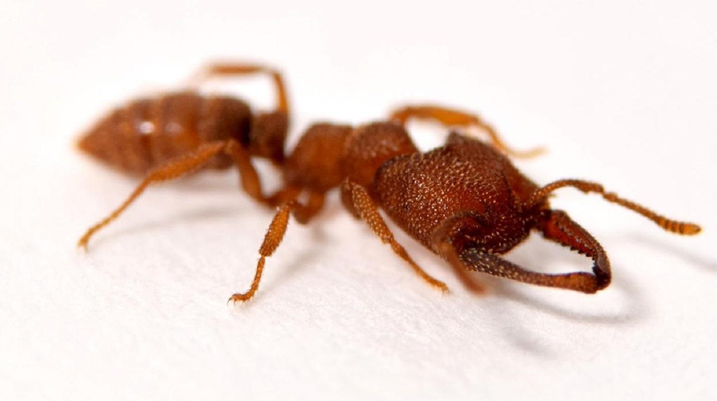 Dracula ant snaps jaws