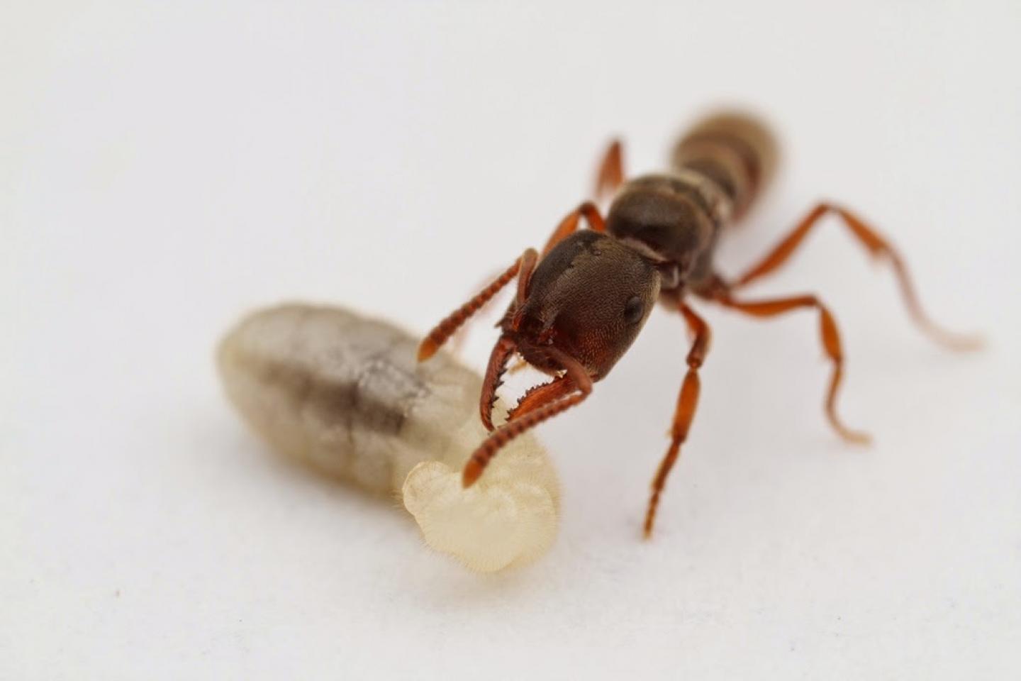 Dracula ants feed on their larvae