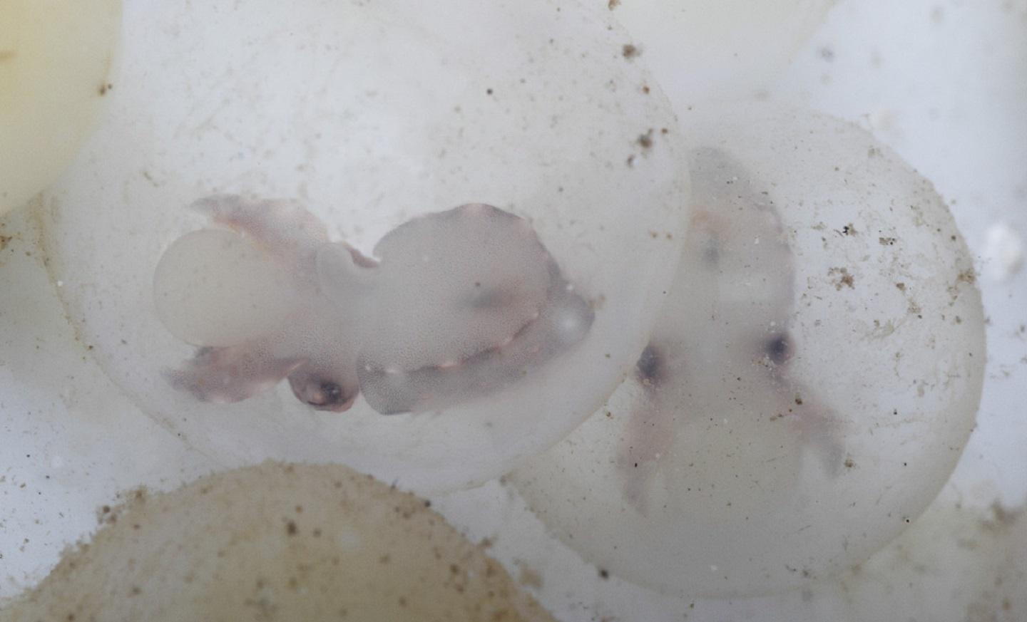 Embryonic cuttlefish inside their eggs identifying their future prey 