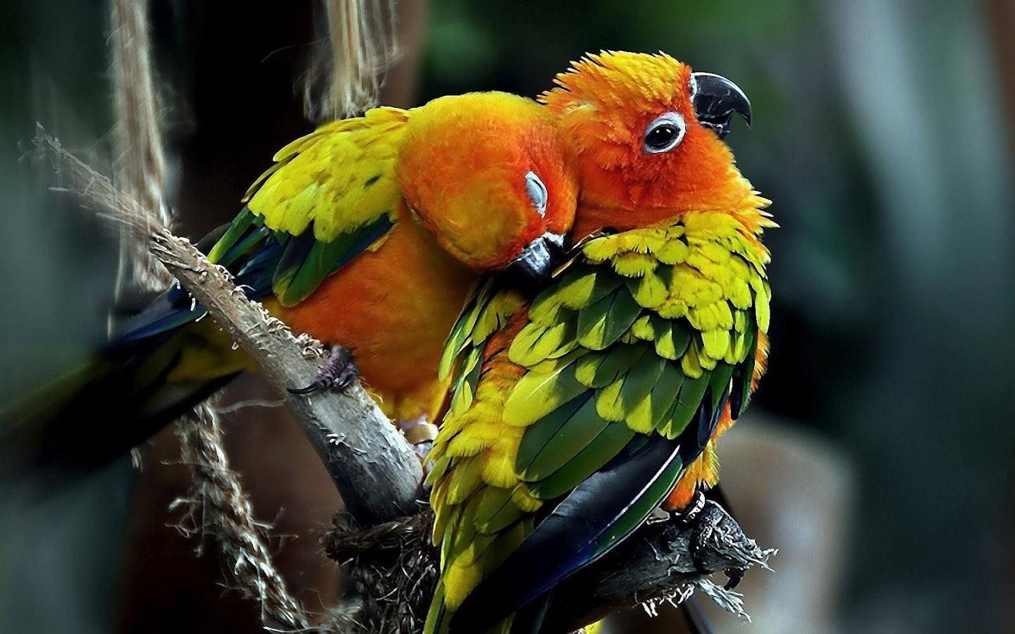  Swift parrot with mate