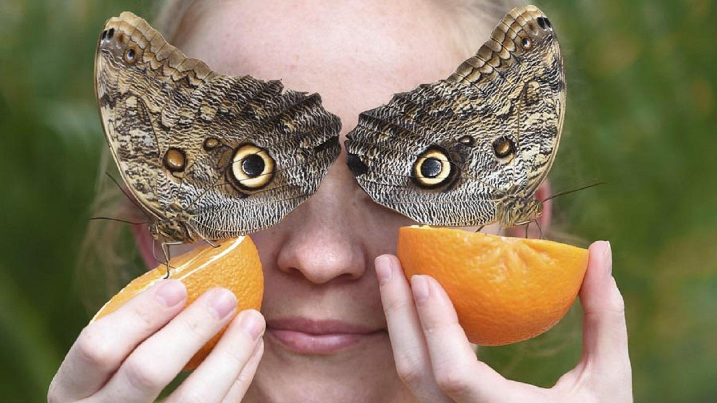 Owl butterflies size