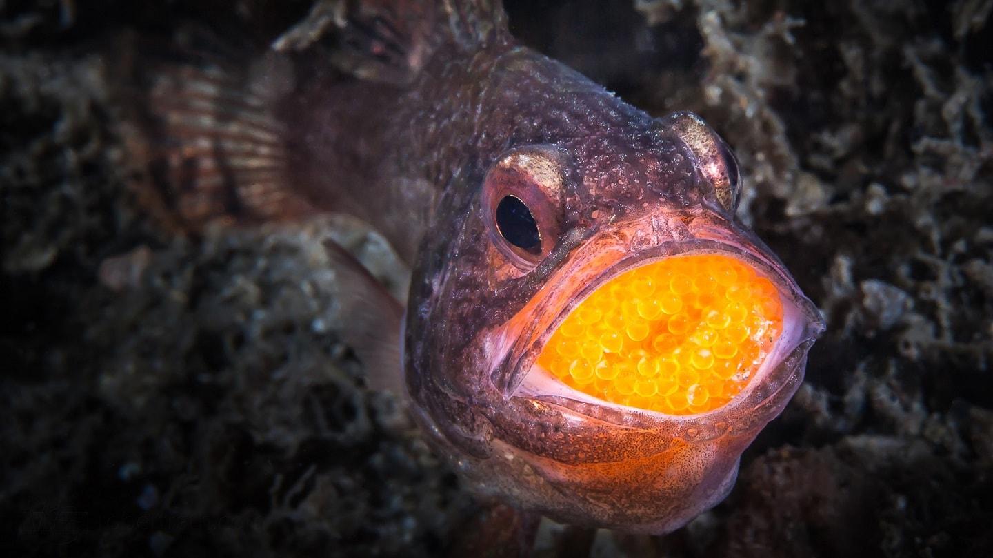 Mouth brooder keeping eggs