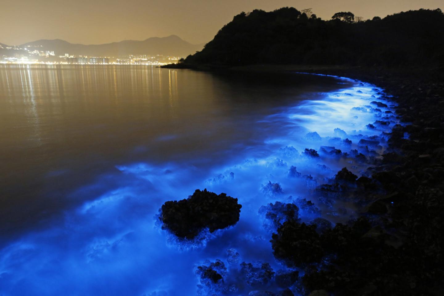 Bioluminescent waves coast night