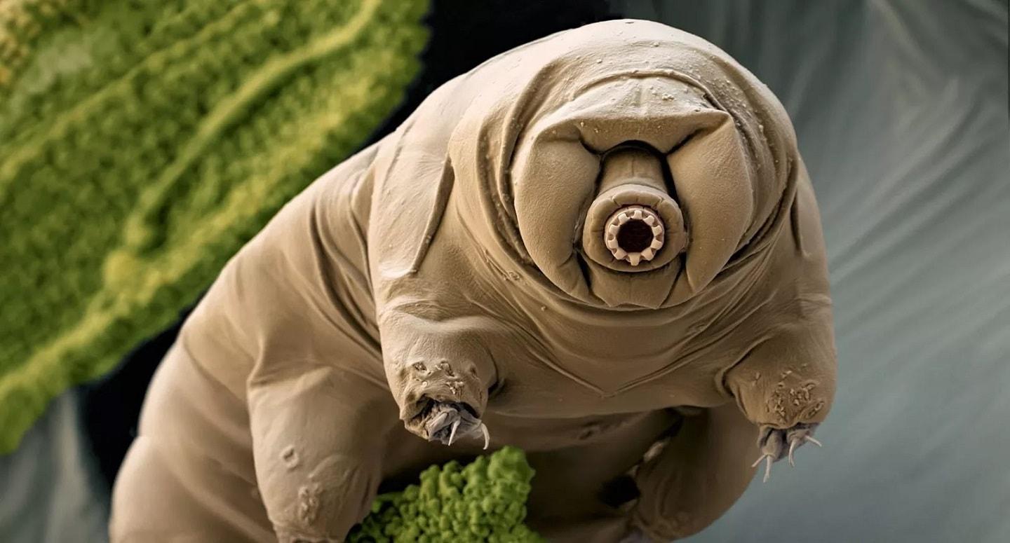 Water bear can resist extreme conditions