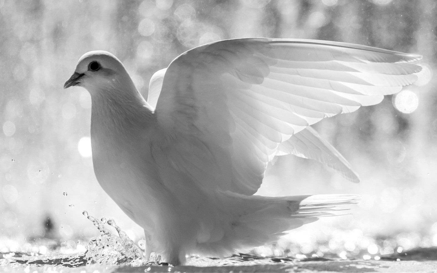 White pigeon light