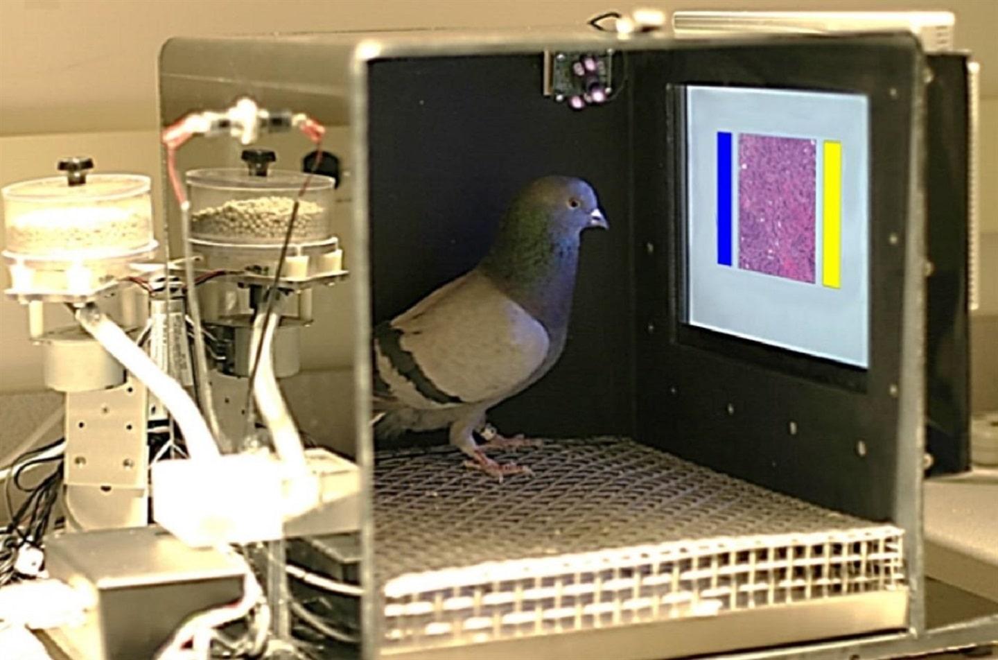 Pigeon X-ray