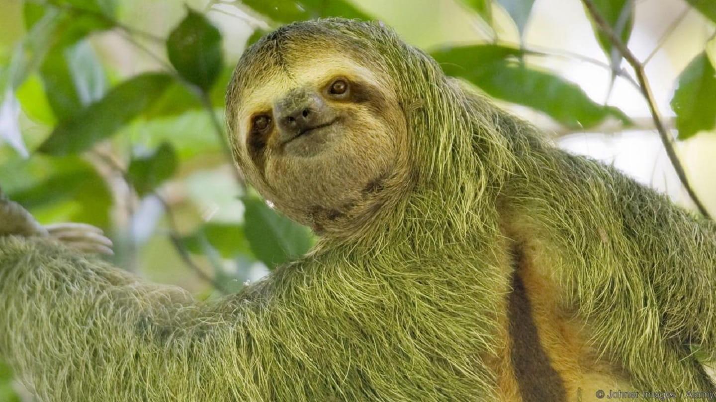 Green-Haired Sloth - wide 1