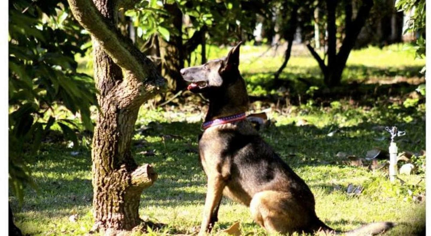  Trained dogs will sit to identify a sick tree