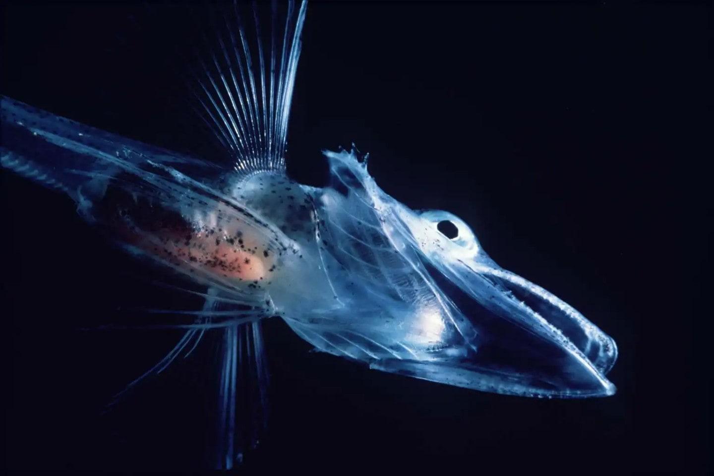 Antarctic ice fish