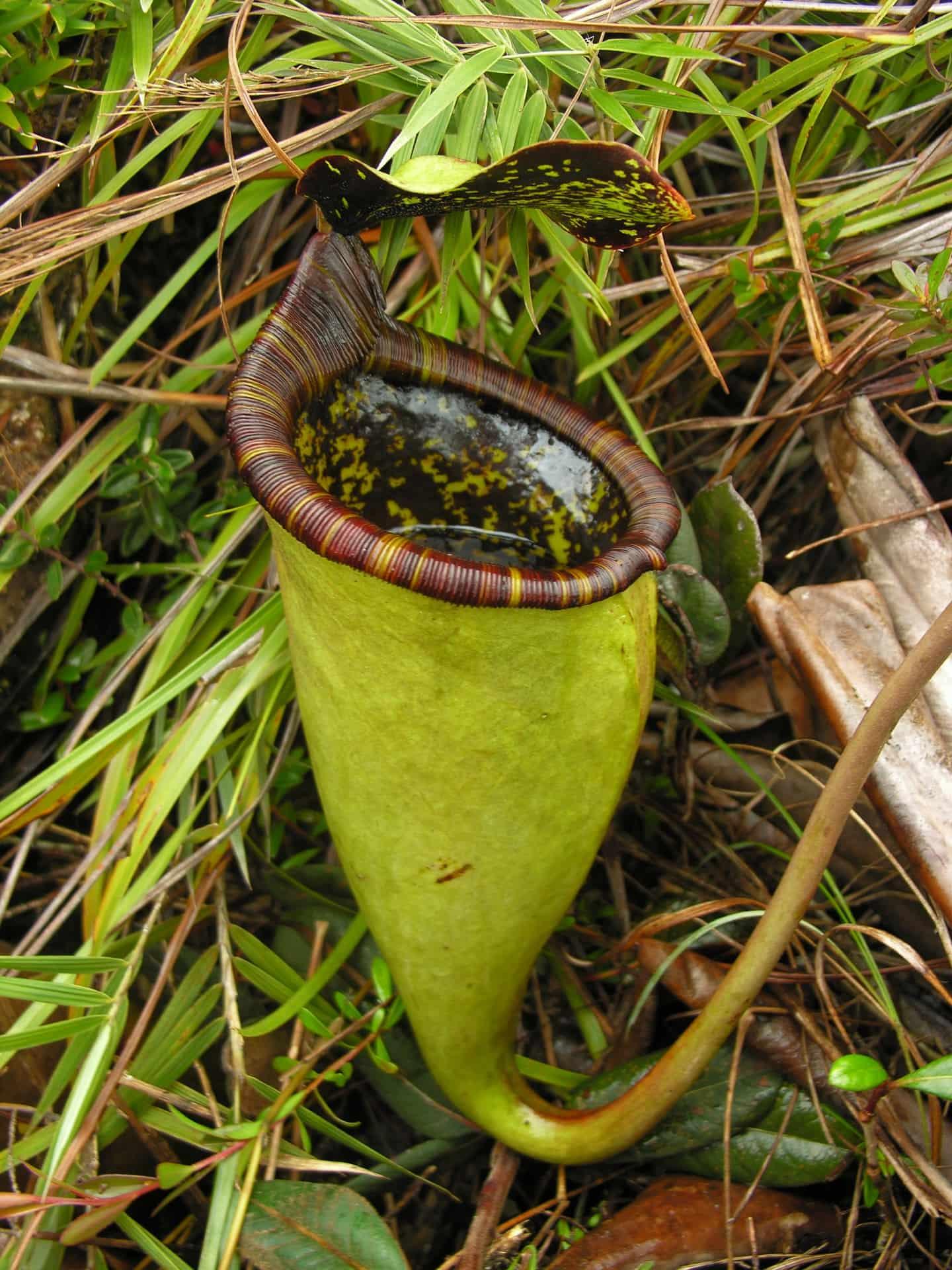 nepenthes pitcher plant eating