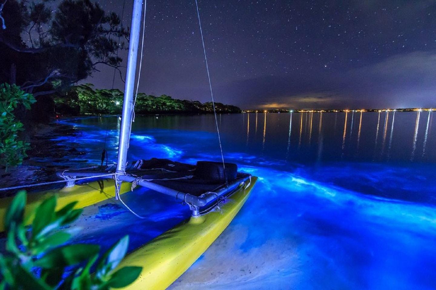 Bioluminescent waves sea night