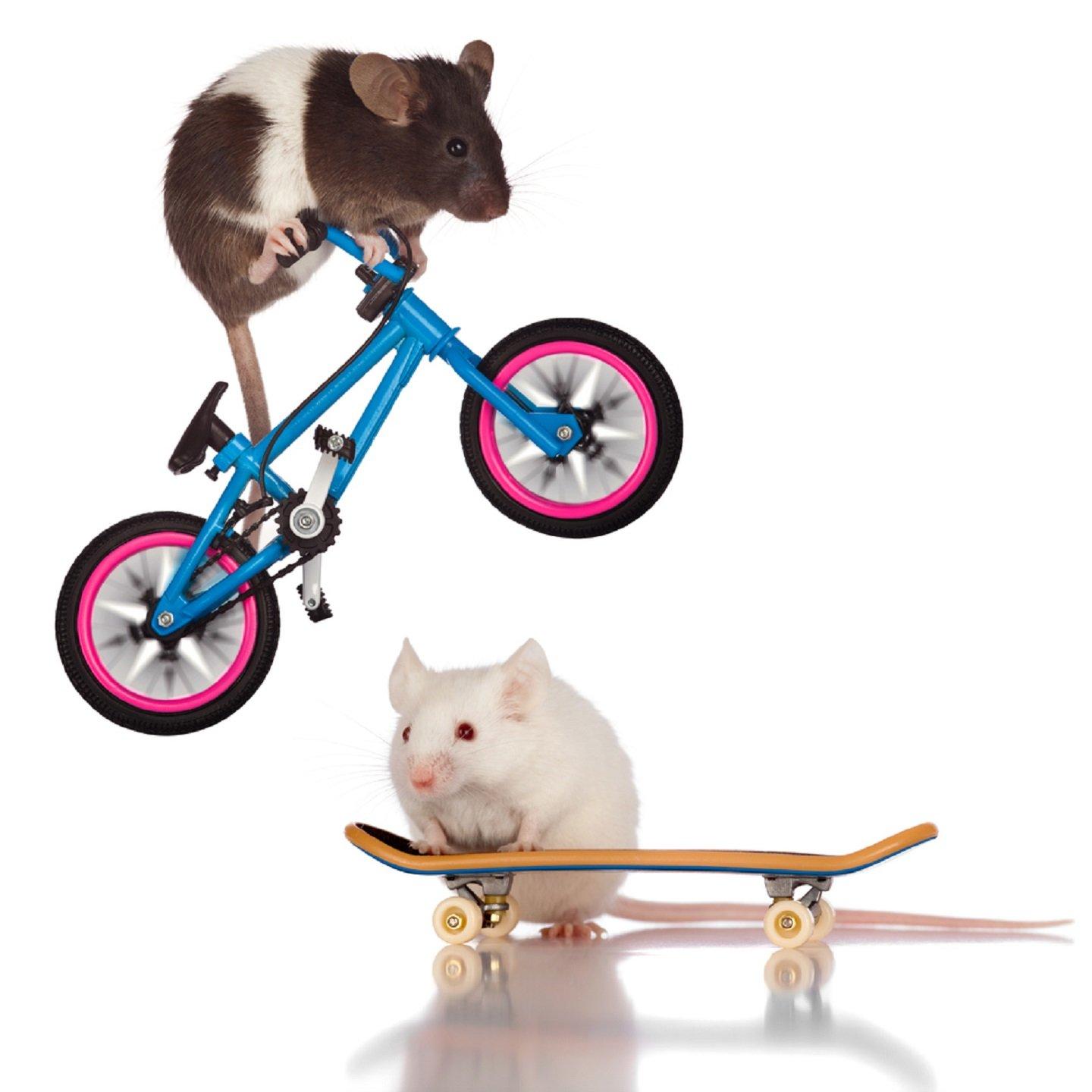 Radical Rodents are skilled at skating