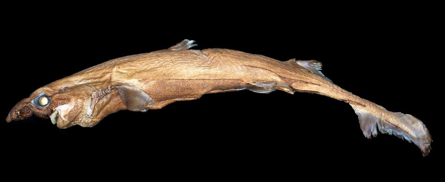 Etmopterus lailae, a miniature lanternshark